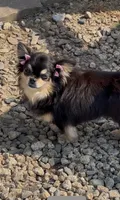 Fritz (long-haired), a male Chihuahua for sale in Gay, GA – 8 of 8