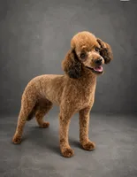 Joy, a female Cockapoo for sale in Gay, GA – 2 of 3
