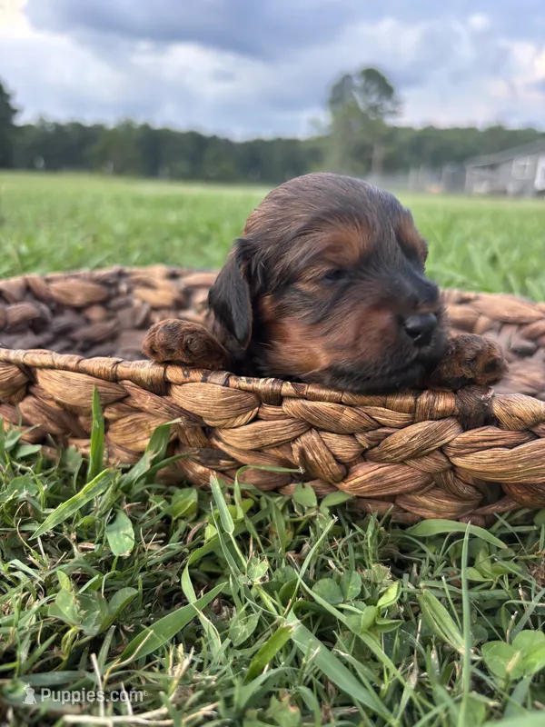 Jax – Cockapoo puppy for sale in Gay, GA