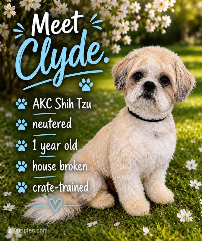 Clyde (AKC) – Shih Tzu puppy for sale in Gay, GA