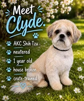 Clyde (AKC), a male Shih Tzu for sale in Gay, GA – 1 of 1