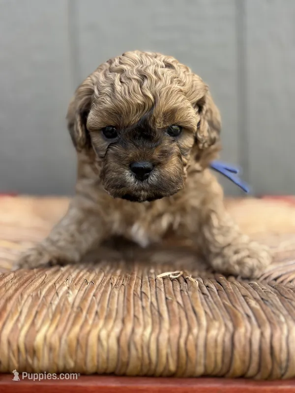 Humpfrey – Shih Tzu, Poodle - Toy  puppy for sale in Gay, GA