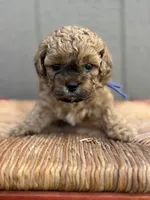 Humpfrey, a male Shih Tzu and Poodle - Toy  for sale in Gay, GA – 3 of 9