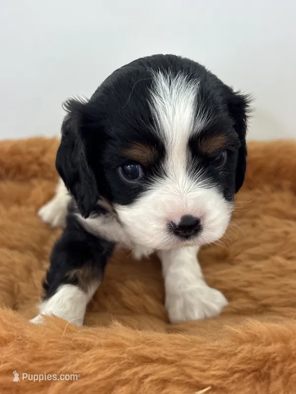 Gunner - AKC – Cavalier King Charles Spaniel puppy for sale in Gay, GA