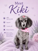 Kiki, a female Poodle - Miniature  for sale in Gay, GA – 2 of 2