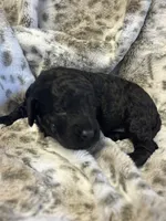 Iggy - mini goldendoodle, a male Miniature Goldendoodle for sale in Gay, GA – 2 of 5