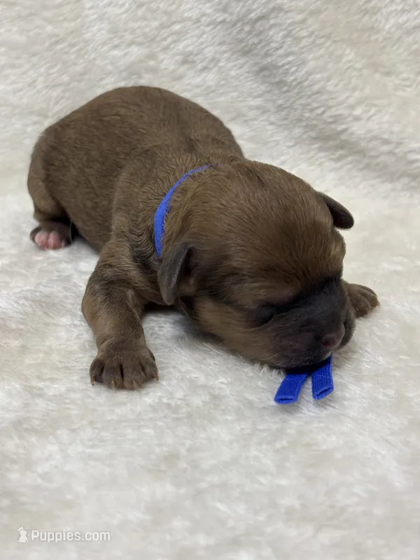 Humpfrey – Shih Tzu, Poodle - Toy  puppy for sale in Gay, GA
