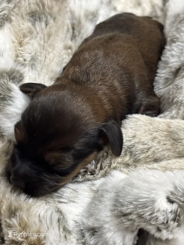 Jolene – Cockapoo puppy for sale in Gay, GA