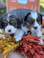 AKC Knox, a male Cavalier King Charles Spaniel for sale in Gay, GA – 3 of 9
