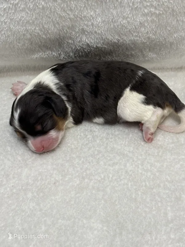 AKC Knox – Cavalier King Charles Spaniel puppy for sale in Gay, GA