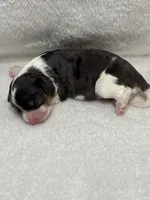 AKC Knox, a male Cavalier King Charles Spaniel for sale in Gay, GA – 1 of 4
