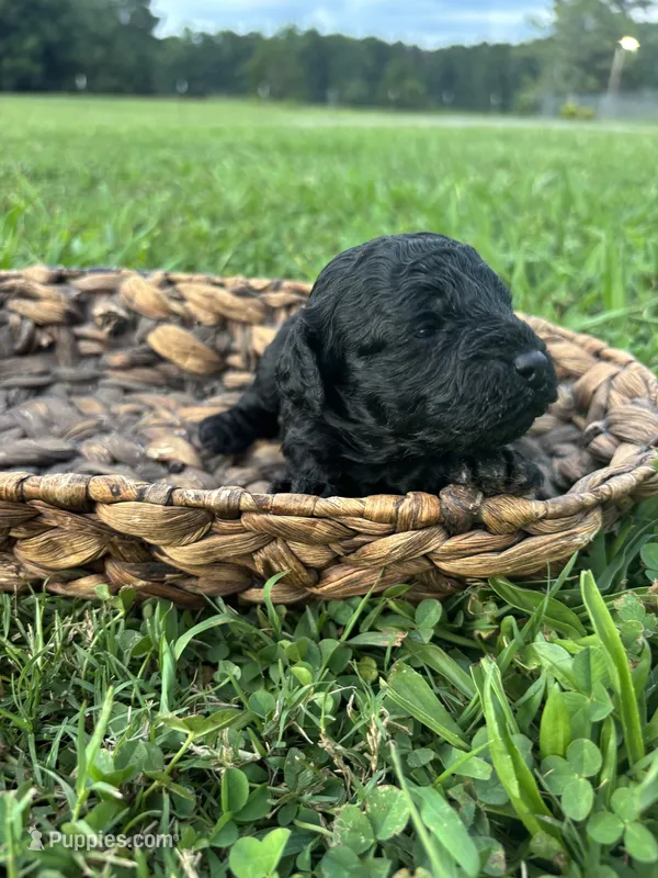 Jett – Cockapoo puppy for sale in Gay, GA