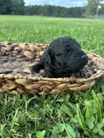 Jett, a male Cockapoo for sale in Gay, GA – 2 of 5