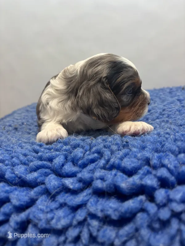AKC Koda – Cavalier King Charles Spaniel puppy for sale in Gay, GA