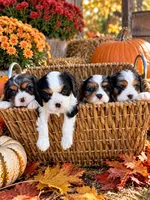 Katie, a female Cavalier King Charles Spaniel for sale in Gay, GA – 8 of 8