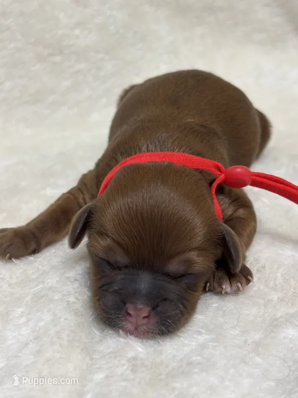 Hazel – Shihpoo puppy for sale in Gay, GA