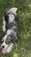 Cash, a male Cavalier King Charles Spaniel for sale in Gay, GA – 5 of 5