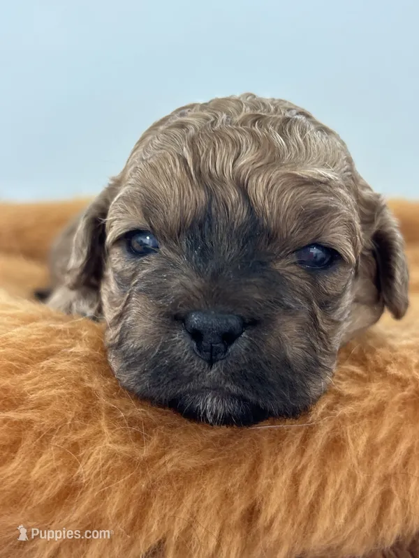Humpfrey – Shih Tzu, Poodle - Toy  puppy for sale in Gay, GA