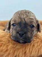 Humpfrey, a male Shih Tzu and Poodle - Toy  for sale in Gay, GA – 4 of 9