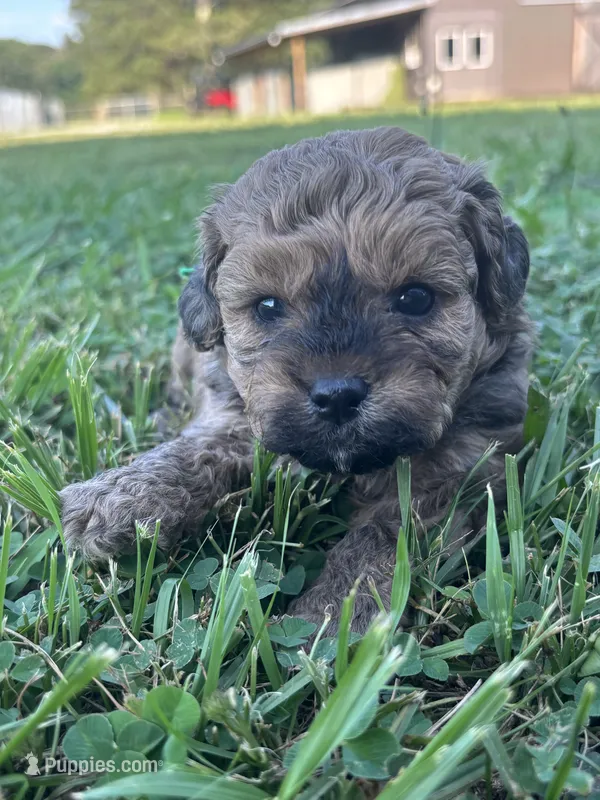 Hardy – Shihpoo puppy for sale in Gay, GA