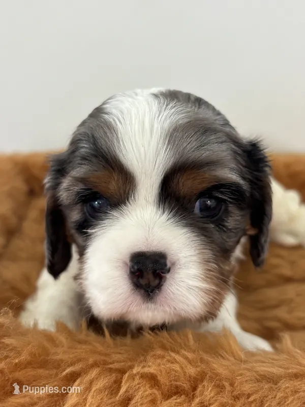 Gambler - AKC – Cavalier King Charles Spaniel puppy for sale in Gay, GA