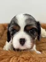 Gambler - AKC, a male Cavalier King Charles Spaniel for sale in Gay, GA – 3 of 10