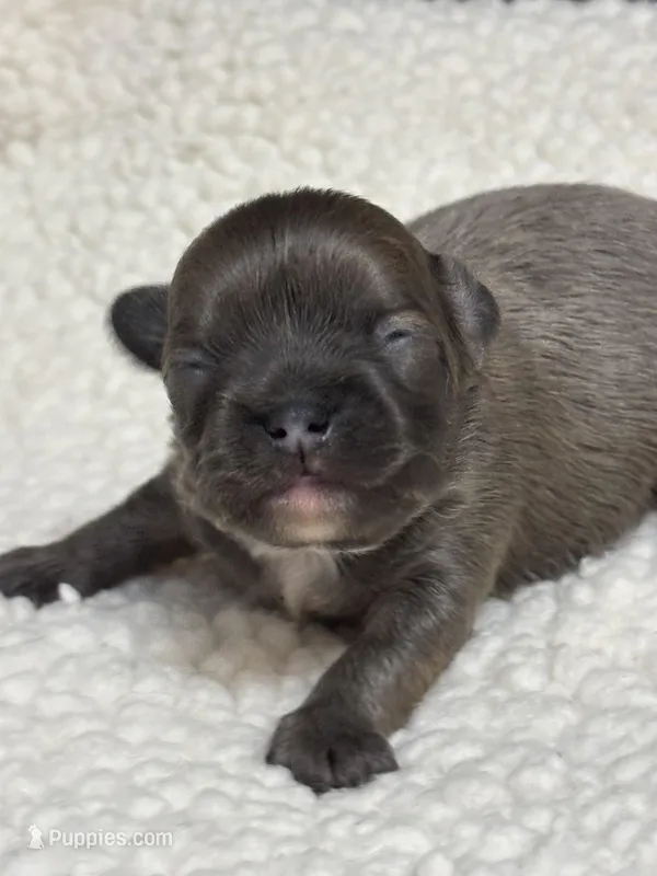 Fritz – Chihuahua puppy for sale in Gay, GA