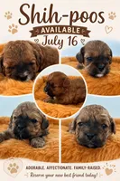 Humpfrey, a male Shih Tzu and Poodle - Toy  for sale in Gay, GA – 5 of 9