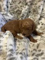 Isaac - mini goldendoodle, a male Miniature Goldendoodle for sale in Gay, GA – 2 of 5