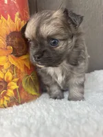 Fritz (long-haired), a male Chihuahua for sale in Gay, GA – 2 of 8