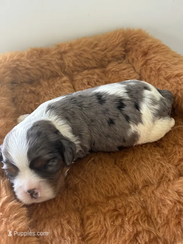 Gambler - AKC – Cavalier King Charles Spaniel puppy for sale in Gay, GA