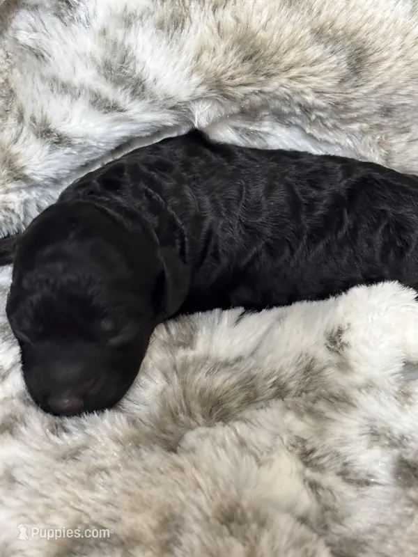 Jett – Cockapoo puppy for sale in Gay, GA