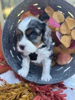 AKC Knox, a male Cavalier King Charles Spaniel for sale in Gay, GA – 1 of 9