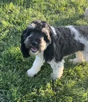 Joy, a female Cockapoo for sale in Gay, GA – 3 of 3