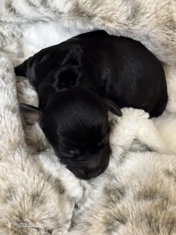 Josie – Cockapoo puppy for sale in Gay, GA