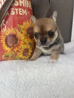 Biscuit, a male Chihuahua for sale in Gay, GA – 2 of 4