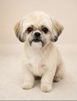 Hazel, a female Shihpoo for sale in Gay, GA – 3 of 4