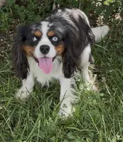 Cash, a male Cavalier King Charles Spaniel for sale in Gay, GA – 4 of 5