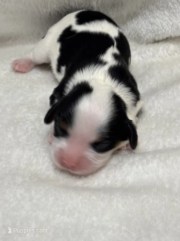 Katie – Cavalier King Charles Spaniel puppy for sale in Gay, GA