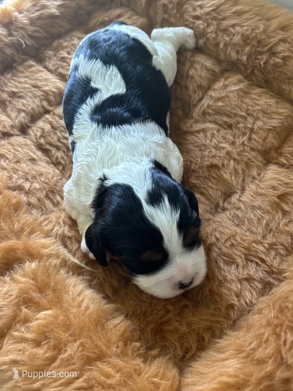 Gwenda - AKC – Cavalier King Charles Spaniel puppy for sale in Gay, GA