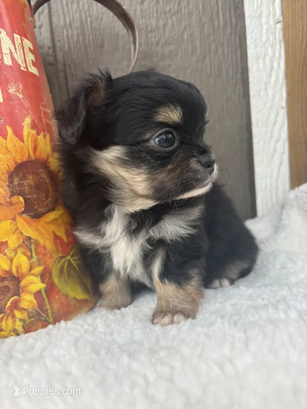 Fargo – Chihuahua puppy for sale in Gay, GA