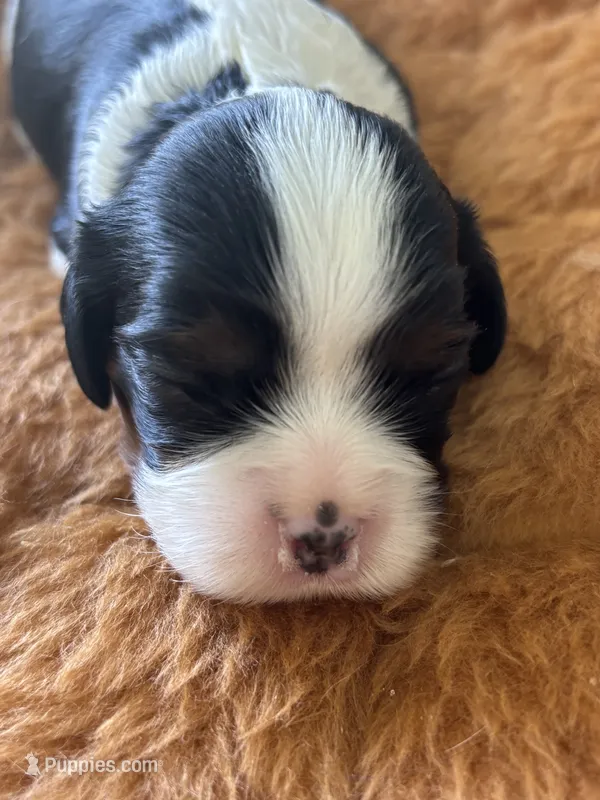 Gunner - AKC – Cavalier King Charles Spaniel puppy for sale in Gay, GA