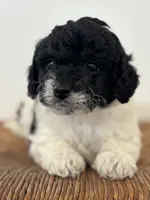 processed/b66f204a-0081-45ff-b97c-17efcbc9880b/listing/729c7df3-636a-47c4-954e-6f9201ebfc19/76b4d6f0-04f1-4995-9426-3604f813d687