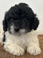 processed/b66f204a-0081-45ff-b97c-17efcbc9880b/listing/729c7df3-636a-47c4-954e-6f9201ebfc19/c0f98895-7888-4c65-a5d4-3d25b7026a7f