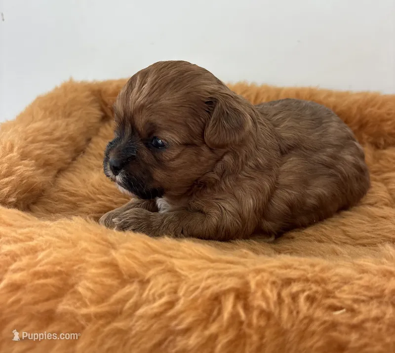 Honey – Shihpoo puppy for sale in Gay, GA