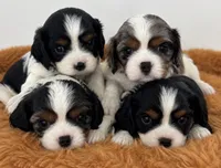 Gunner - AKC, a male Cavalier King Charles Spaniel for sale in Gay, GA – 4 of 9