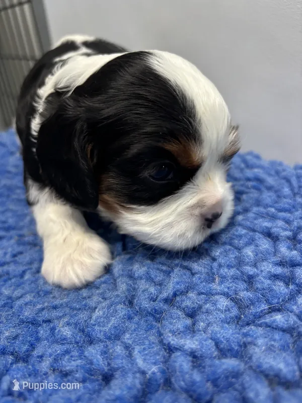 Katie – Cavalier King Charles Spaniel puppy for sale in Gay, GA