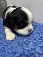 Katie, a female Cavalier King Charles Spaniel for sale in Gay, GA – 3 of 8