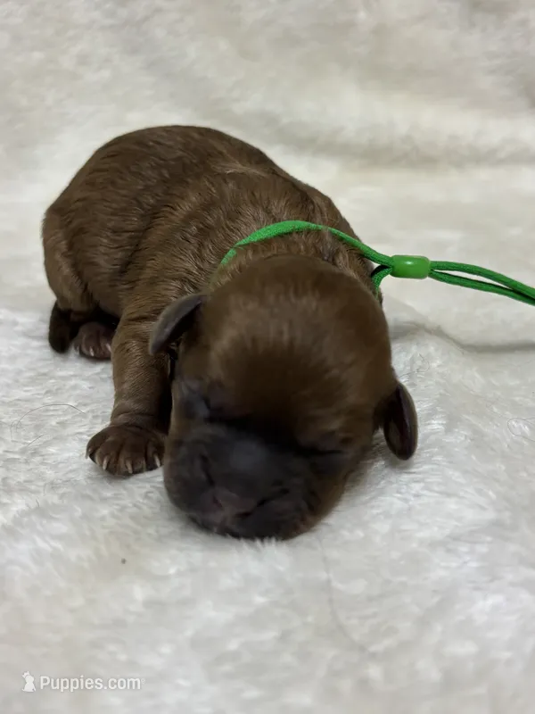 Hardy – Shihpoo puppy for sale in Gay, GA