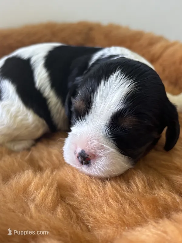 Gracie - AKC – Cavalier King Charles Spaniel puppy for sale in Gay, GA